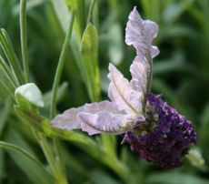 Lavendel-007.jpg